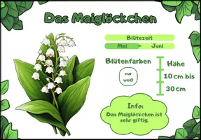 Vorschau - Bildkarten - Die Frühblüher - Infokarten/Steckbriefe - 15 Karten - Seite 2
