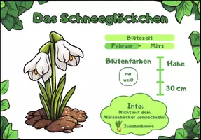 Vorschau - Bildkarten - Die Frühblüher - Infokarten/Steckbriefe - 15 Karten - Seite 3