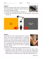 Vorschau - Arbeitsblätter - Materialpaket Sinnesphysiologie/Neurobiologie - Seite 3