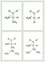 Vorschau - Bildkarten - Flashcards Aminosäuren (ohne Namen) - Seite 1