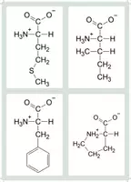 Vorschau - Bildkarten - Flashcards Aminosäuren (ohne Namen) - Seite 3