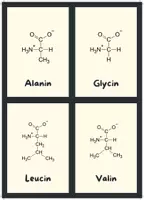Vorschau - Bildkarten - Flashcards Aminosäuren (farbcodiert) - Seite 1