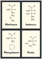 Vorschau - Bildkarten - Flashcards Aminosäuren (farbcodiert) - Seite 3