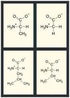 Vorschau - Bildkarten - Flashcards Aminosäuren (farbcodiert) (ohne Namen) - Seite 1