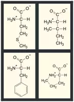 Vorschau - Bildkarten - Flashcards Aminosäuren (farbcodiert) (ohne Namen) - Seite 3