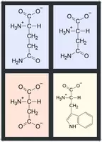Vorschau - Bildkarten - Flashcards Aminosäuren (farbcodiert) (ohne Namen) - Deckblatt