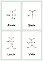 Vorschau - Bildkarten - Flashcards Aminosäuren - Deckblatt
