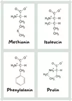 Vorschau - Bildkarten - Flashcards Aminosäuren - Seite 2