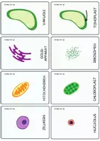 Vorschau - Fördermaterial/Inklusion - Pflanzliche Zelle – Montessori Karten & Definitionen. - Seite 2