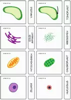 Vorschau - Fördermaterial/Inklusion - Pflanzliche Zelle – Montessori Karten & Definitionen. - Seite 3
