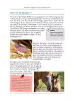 Vorschau - Stationenlernen - Arbeitsblatt Merkmale von Säugetieren - Seite 1