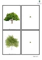 Aperçu - Apprentissages en autonomie - Les arbres - Initiation à la loupe - Page 2