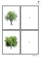 Aperçu - Apprentissages en autonomie - Les arbres - Initiation à la loupe - Page 3