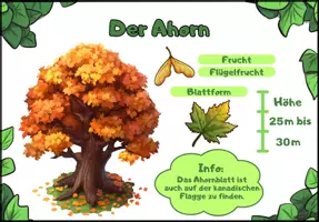 Vorschau - Bildkarten - Die wichtigsten Bäume - Infokarten/Steckbriefe - mit deren Blätter und Früchte - Seite 1