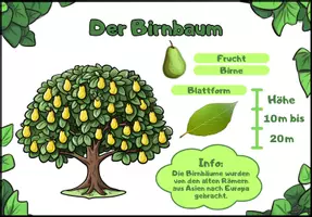 Vorschau - Bildkarten - Die wichtigsten Bäume - Infokarten/Steckbriefe - mit deren Blätter und Früchte - Seite 2