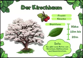 Vorschau - Bildkarten - Die wichtigsten Bäume - Infokarten/Steckbriefe - mit deren Blätter und Früchte - Seite 3