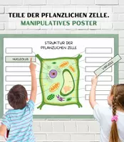 Aperçu - Jeux - STRUCTURE DES CELLULES VÉGÉTALES - ACTIVITÉ / ALLEMAND. - Page 1