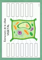 Aperçu - Jeux - STRUCTURE DES CELLULES VÉGÉTALES - ACTIVITÉ / ESPAGNOL. - Page 3