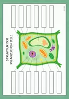 Vorschau - Poster - Teile der pflanzlichen Zelle - Manipulatives Poster. - Seite 1
