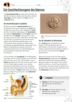 Vorschau - Stundenentwürfe - Geschlechtsorgane des Mannes / Sexualerziehung - AB & Lösungen - Seite 1