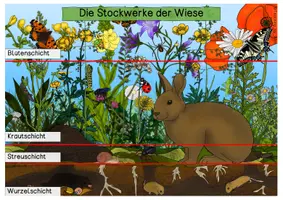 Vorschau - Merkblätter - Übersichtsblatt - Stockwerke der Wiese - Seite 1