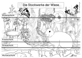 Vorschau - Merkblätter - Übersichtsblatt - Stockwerke der Wiese - Seite 2