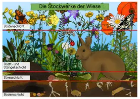 Vorschau - Merkblätter - Übersichtsblatt - Stockwerke der Wiese - Seite 3