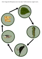Vorschau - Präsentationen/Tafelbilder - Nahrungskette im Wald - Tafelmaterial - Seite 3