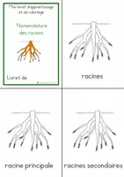 Aperçu - Matériel pour travaux manuels / dessin - Livret d'apprentissage et coloriage des racines - Page 2