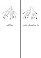 Aperçu - Matériel pour travaux manuels / dessin - Livret d'apprentissage et coloriage des racines - Page 3