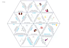 Vorschau - Spiele - Nieren & Harnwege – Dreieck Domino Spiel - Seite 2
