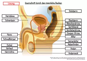 Vorschau - Spiele - Klettmappe Geschlechtsorgane - Seite 3