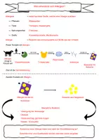 Vorschau - Arbeitsblätter - Allergien - Arbeitsblatt + Hefteintrag - Deckblatt