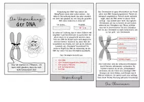 Vorschau - Arbeitsblätter - Verpackung der DNA - Genetik in der Oberstufe - Seite 2