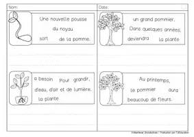 Aperçu - Feuilles d'exercices - Phrases secouées: Pomme - Page 1