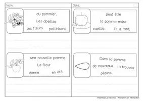 Aperçu - Feuilles d'exercices - Phrases secouées: Pomme - Page 2