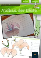 Vorschau - Arbeitsblätter - Aufbau der Blüte - Bastelvorlage | Biologie Klasse 5/6 - Deckblatt