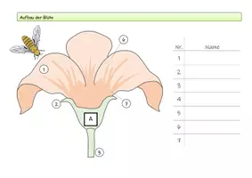 Vorschau - Arbeitsblätter - Aufbau der Blüte - Bastelvorlage | Biologie Klasse 5/6 - Seite 1