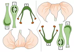 Vorschau - Arbeitsblätter - Aufbau der Blüte - Bastelvorlage | Biologie Klasse 5/6 - Seite 2