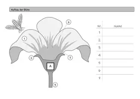 Vorschau - Arbeitsblätter - Aufbau der Blüte - Bastelvorlage | Biologie Klasse 5/6 - Seite 3
