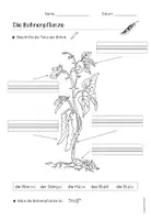 Vorschau - Arbeitsblätter - Die Bohne: Arbeitsblätter in Silbenschrift (Klasse 1/2) - Seite 1