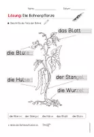 Vorschau - Arbeitsblätter - Die Bohne: Arbeitsblätter in Silbenschrift (Klasse 1/2) - Seite 2