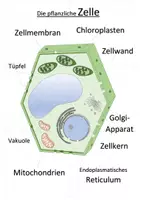Vorschau - Spiele - Zellen (tierische und pflanzliche Zelle) - Legepuzzle | Biologie Klasse 7/8 - Seite 2