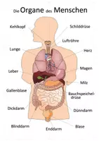Vorschau - Spiele - Anatomie des Menschen - Legepuzzle | Biologie Klasse 6-8 - Seite 1