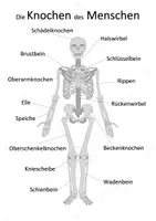 Vorschau - Spiele - Anatomie des Menschen - Legepuzzle | Biologie Klasse 6-8 - Seite 2