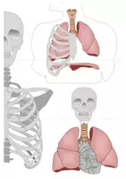 Vorschau - Spiele - Anatomie des Menschen - Legepuzzle | Biologie Klasse 6-8 - Seite 3