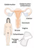 Vorschau - Spiele - Sexualkunde - Legepuzzle (Geschlechtsorgane und Verhütung) | Biologie Klasse 6/7 - Seite 1