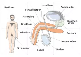 Vorschau - Spiele - Sexualkunde - Legepuzzle (Geschlechtsorgane und Verhütung) | Biologie Klasse 6/7 - Seite 2