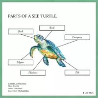 Vista previa - Decoración del aula - PARTS OF A SEE TURTLE - POSTER. - página 2