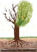 Vorschau - Arbeitsblätter - Der Baum - Seite 1